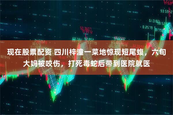 现在股票配资 四川梓潼一菜地惊现短尾蝮，六旬大妈被咬伤，打死毒蛇后带到医院就医